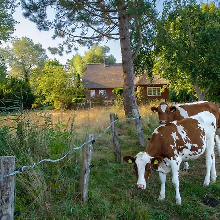 Reetdachhaus Eiderblick *